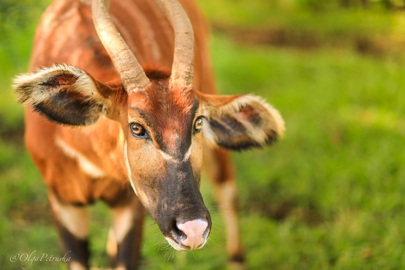 бонго, дикие_животные, антилопа, африка Бонго.photo preview