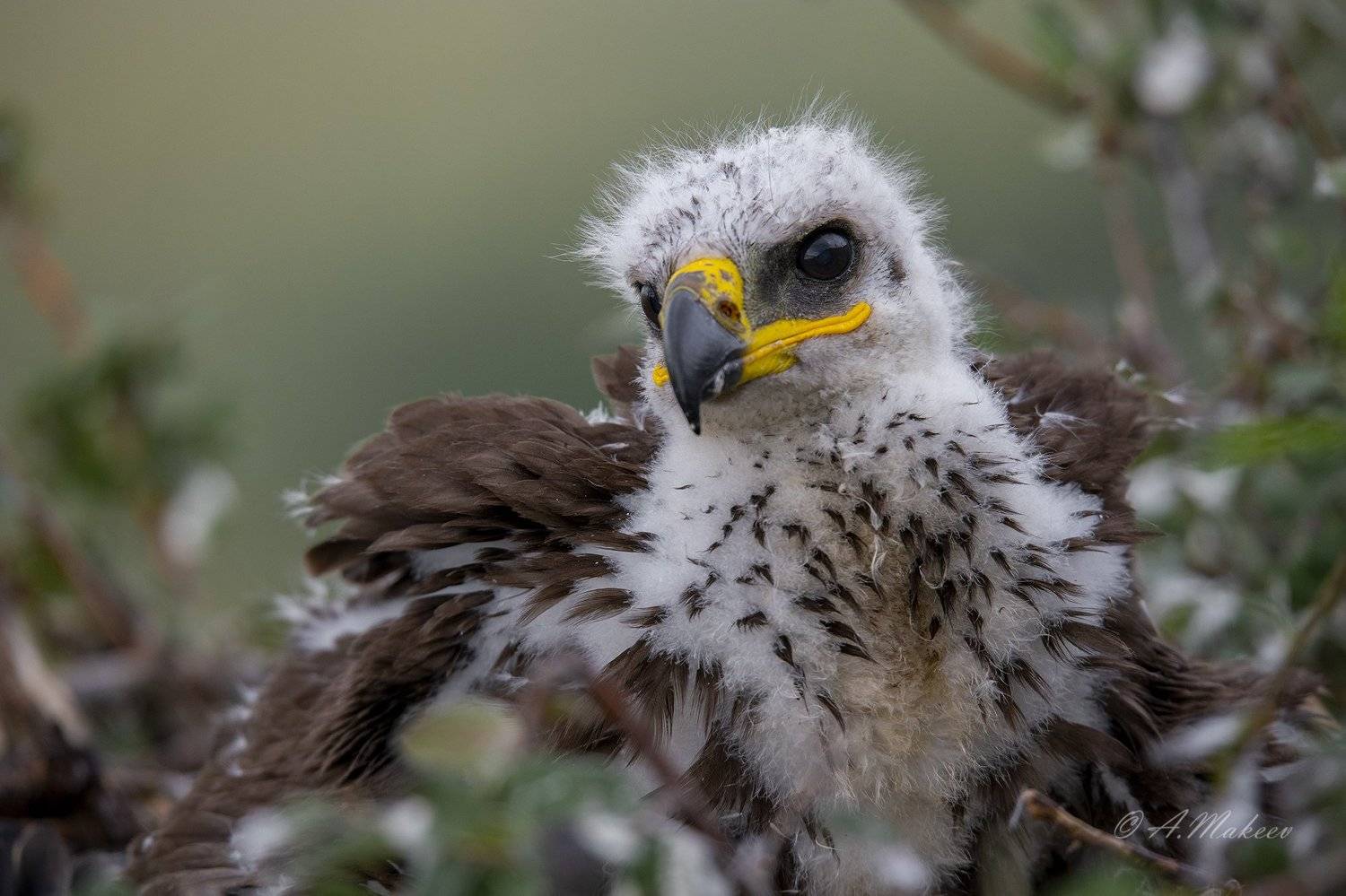 , Александр Макеев