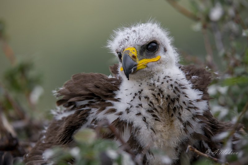 Орёль )))photo preview