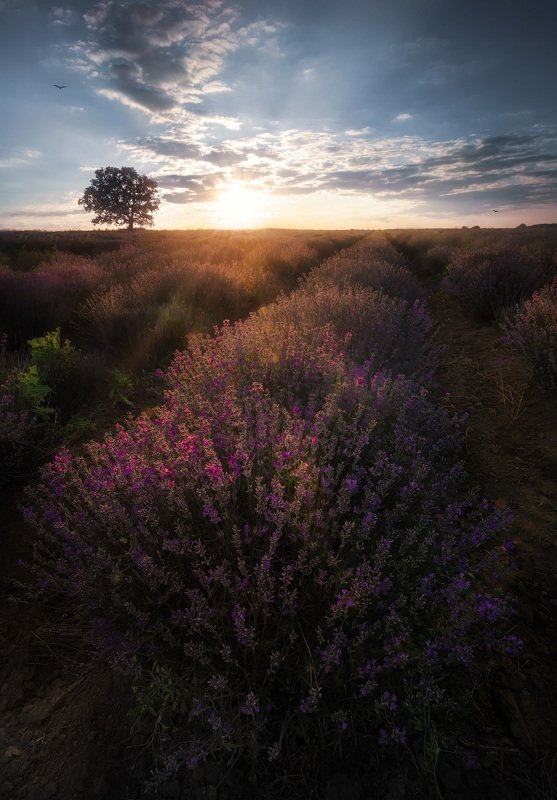 Summer colors photo preview