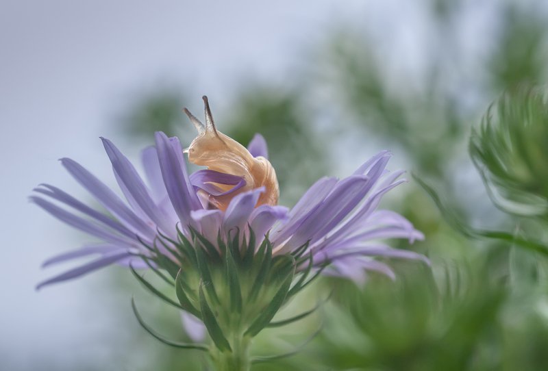 #макро #улитка #ромашка #нежность Ветер с ЮГа?photo preview