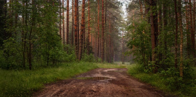 вечер туман лес дорога лужи Лес после дождяphoto preview