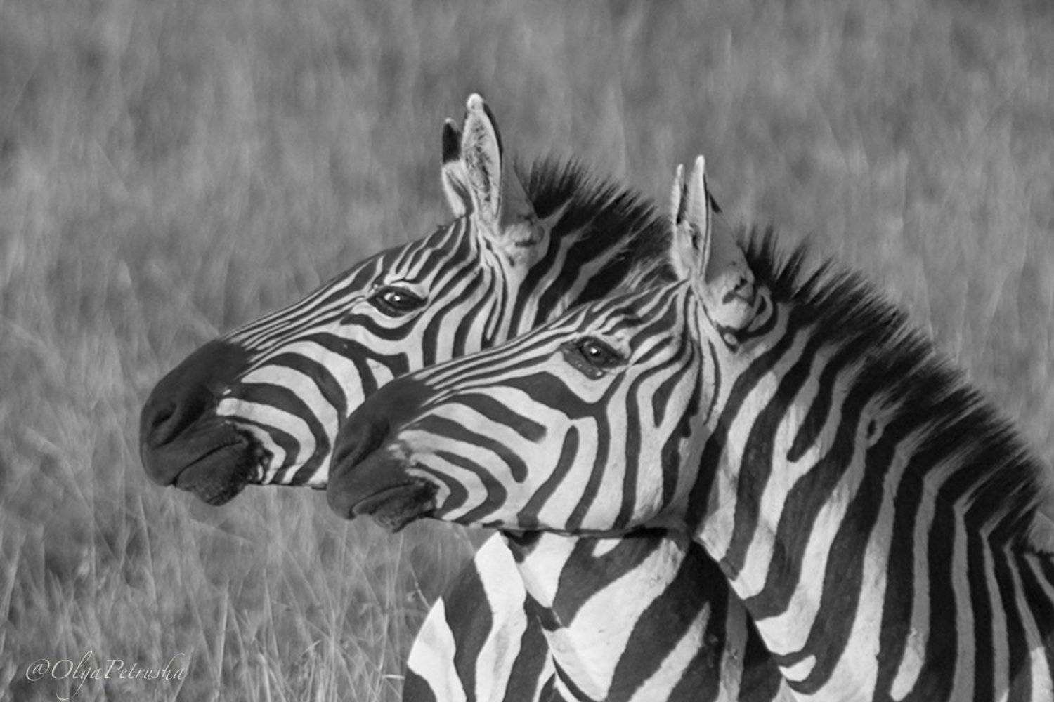 Ты точно смотришь туда же, куда и я?!. Автор: Ольга Петруша зебра, черно_белое, саванна, африка, дикие_животные, портрет, полоски, Ольга Петруша