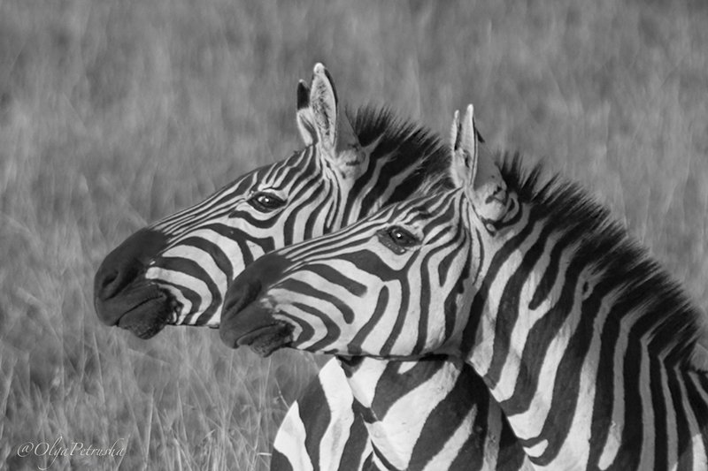 зебра, черно_белое, саванна, африка, дикие_животные, портрет, полоски Ты точно смотришь туда же, куда и я?!photo preview