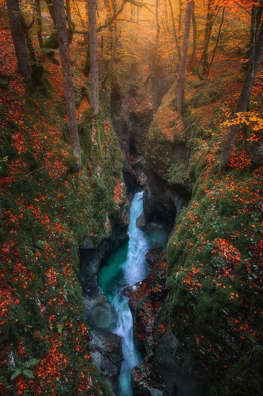 korite, mostnice, slovenija, autumn, tree, forest, creek, foliage korita mostnicephoto preview