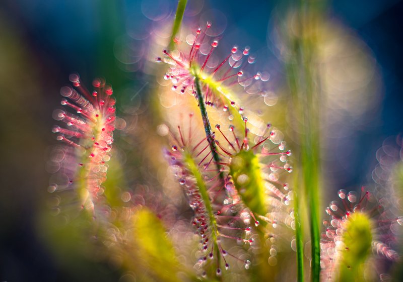 macro, sundew, plants, colors, bokeh In the grassphoto preview