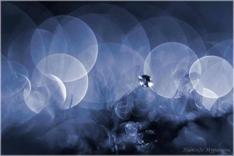 макро, арт, мох, кукушкин лён ***photo preview