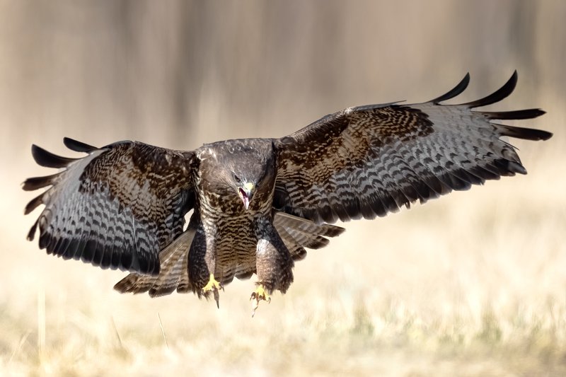 myszołów,  Buteo buteo, Drapieżny ptak, drapieznik myszołów (Buteo buteo)photo preview