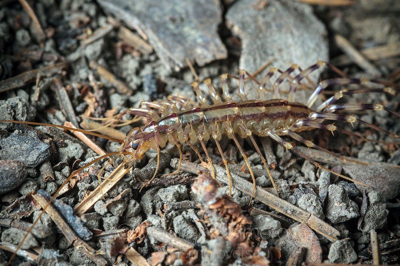 house centipede, Scutigera coleoptrata, millipede, centipede, chilopoda, night, ground,  close-up, macro, close up, Russia, Northwestern Caucasus, Krasnodar Territory, Dzhankhot. The house centipede (Scutigera coleoptrata) went on night hunting / Обыкновенная мухоловка (Scutigera coleoptrata) вышла на ночную охоту фото превью