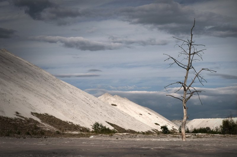 беларусь, гомель, горы, экология The lust tree(III)photo preview