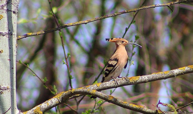 птицы,животные Удод.photo preview