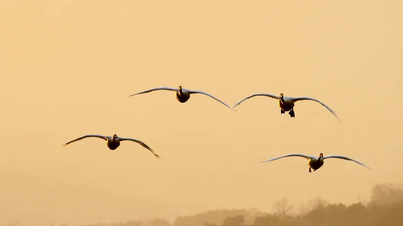 south korea, gyeonggido, winter, sunset, swan, animal, bird, sky, light, Flying swansphoto preview