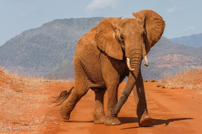 слон, красный_слон, саванна, пыль, почва, железо Танцующий слон.photo preview