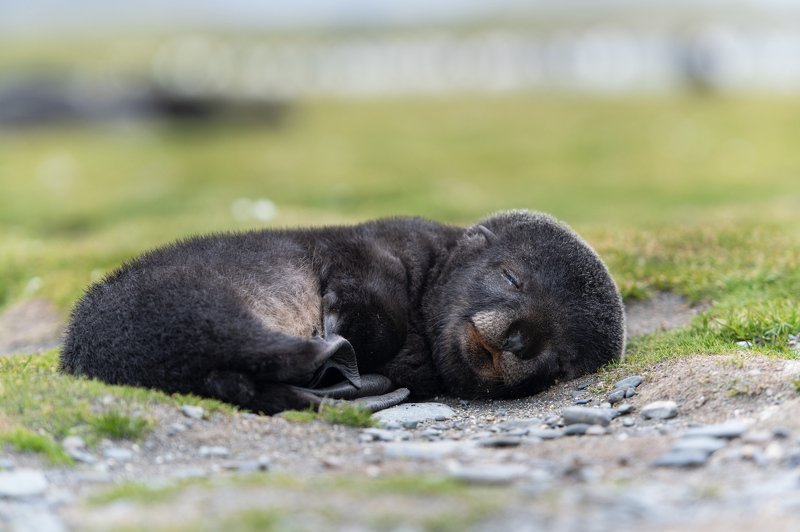 Антарктида, морские животные Тихий часphoto preview