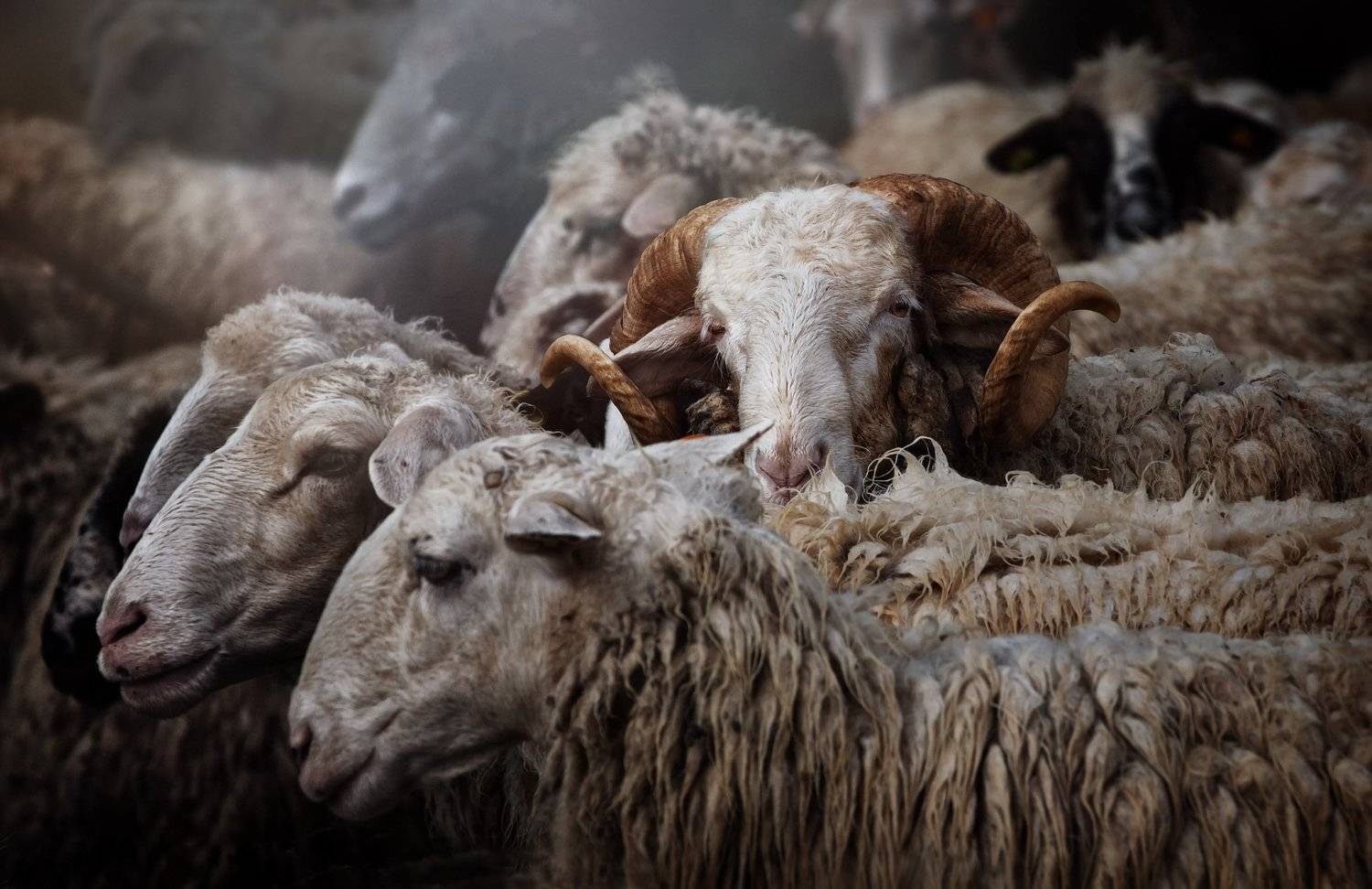 , Vladimir Karamazov