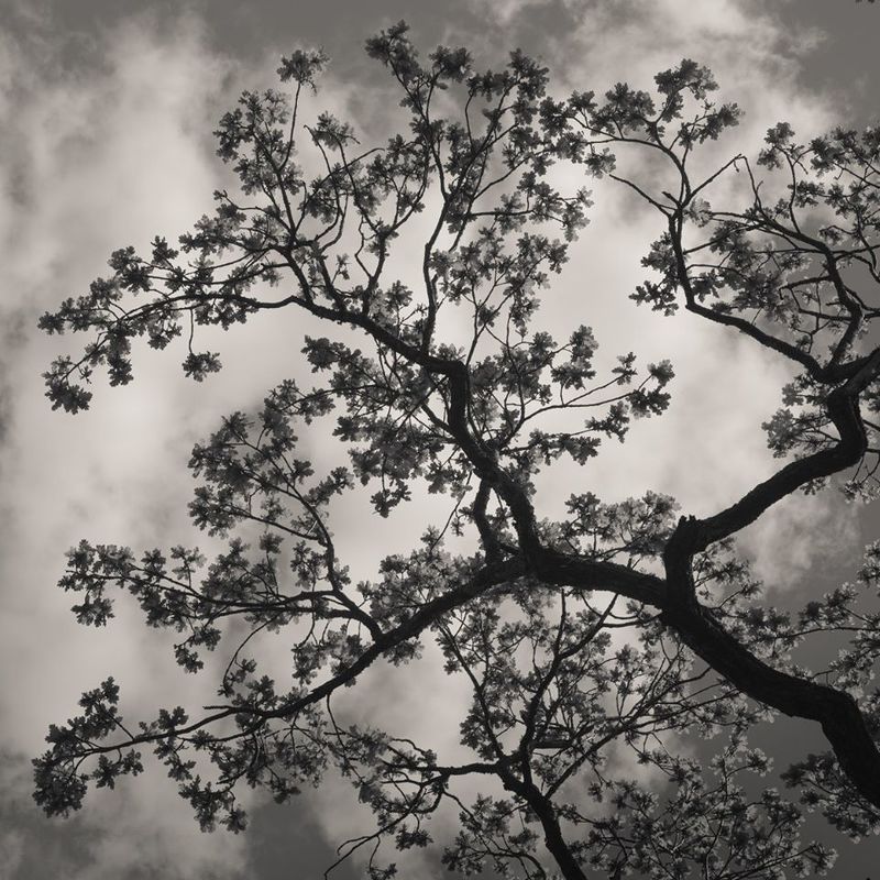 Чёрно-белое, графика Головокружениеphoto preview