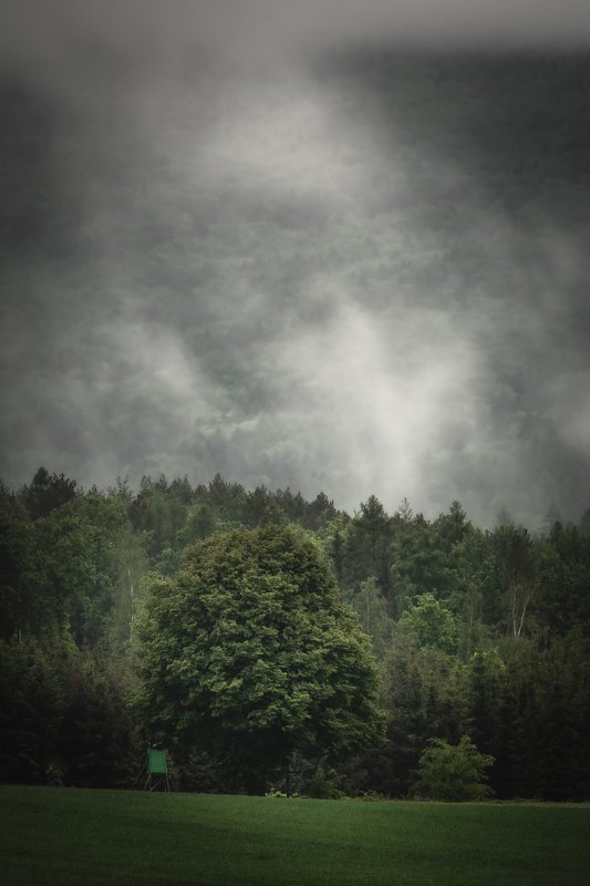 fog, forest, tree, field, rain, spring Tree in the fogphoto preview