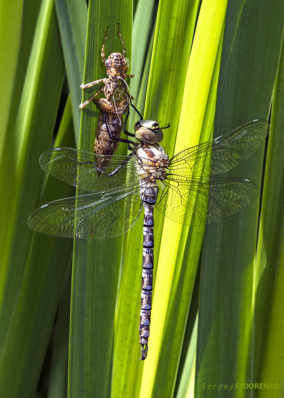 Завершение метаморфоза стрекозы.photo preview