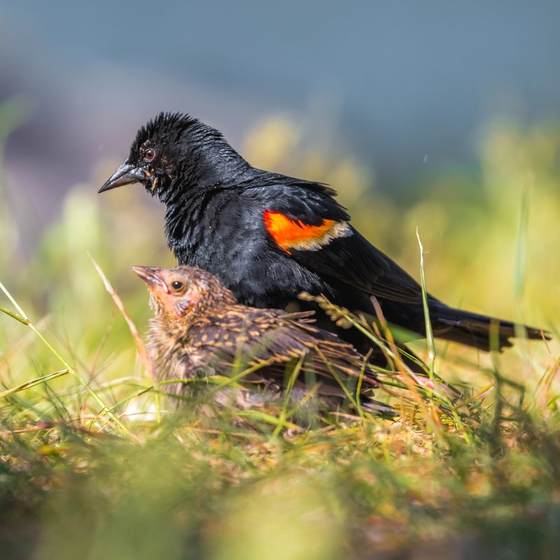 Red-winged Blackbird and the chick фото превью