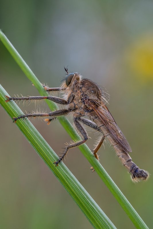 Ктырь На лыжах)))photo preview