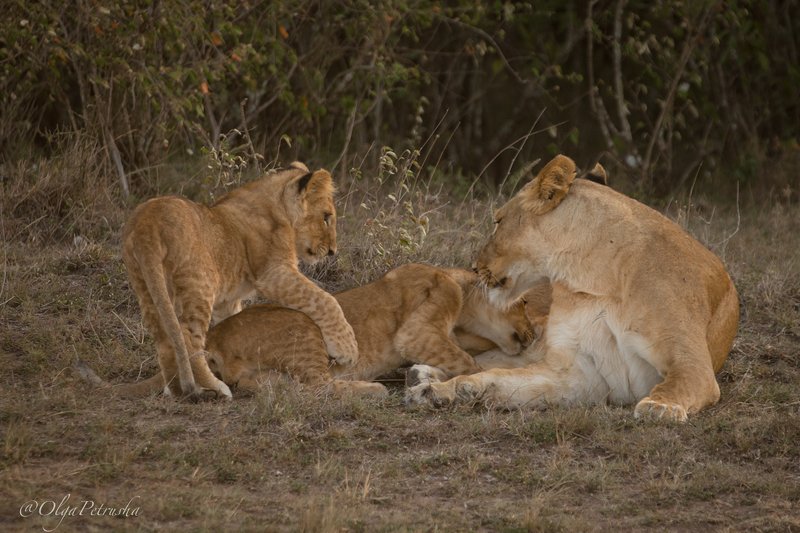 львица, львята, молоко, кормление, еда, дикие_животные, африка Подвинься пожалуйста, я тоже есть хочу!!photo preview