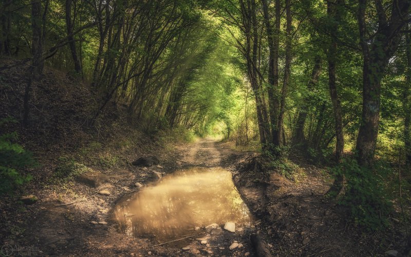 Июньскими дорогами...photo preview