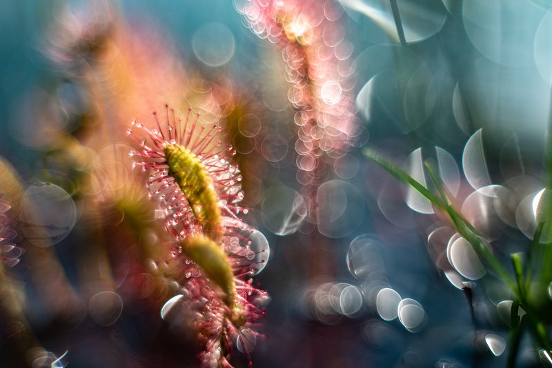 macro, sundew, plants, colors, bokeh Blue waterphoto preview