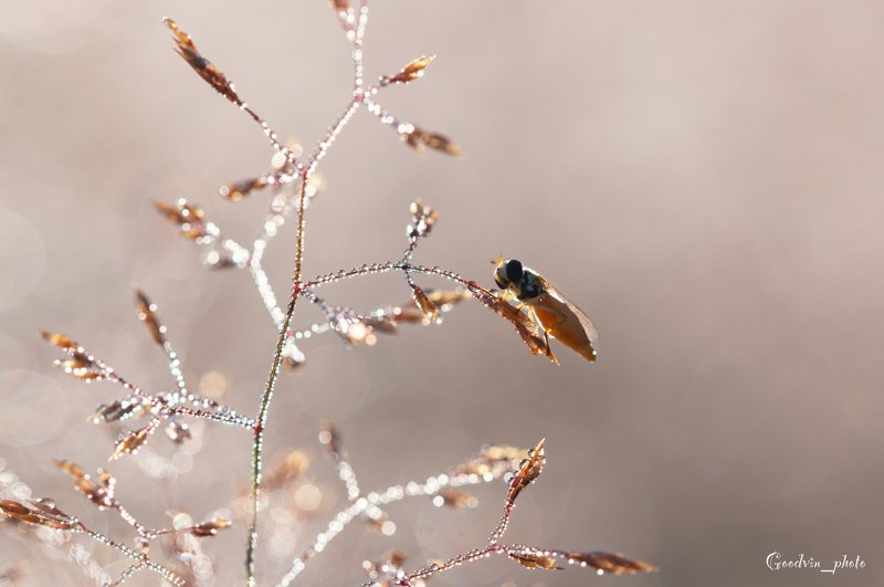 Утроphoto preview