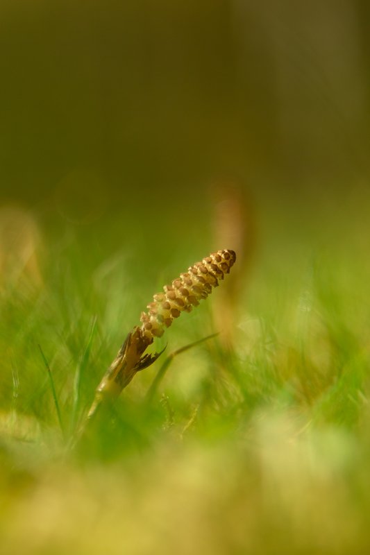 macro ,nature, sawynart Youphoto preview