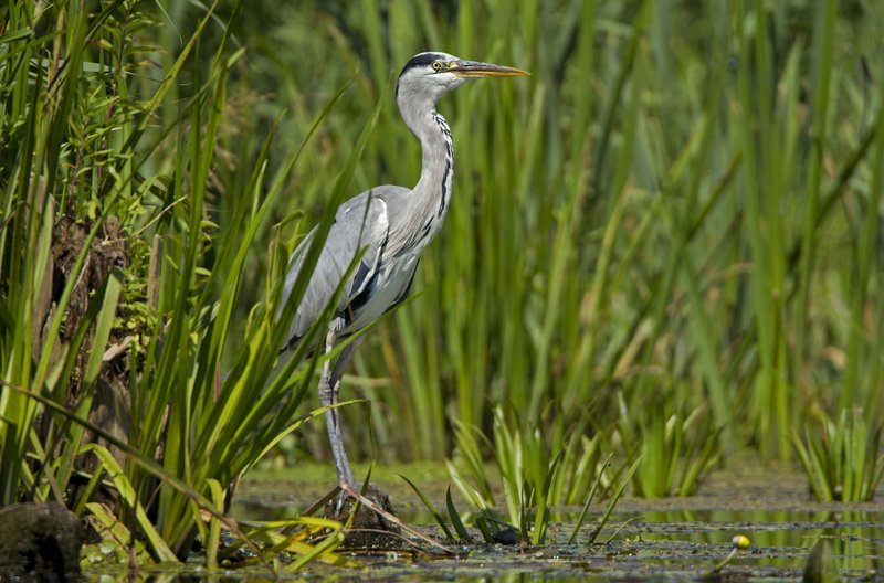 серая цапля. В дозоре.photo preview