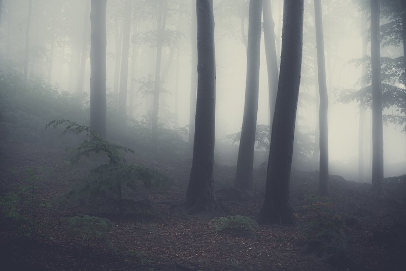 fog, forest, tree, field, rain, spring, poland, mountains, mystic Ślężański Landscape Park in the fogphoto preview