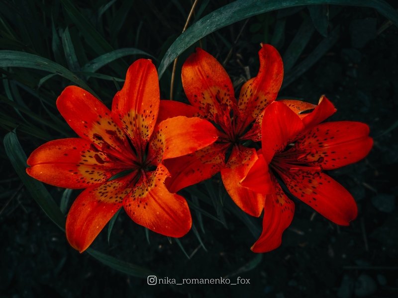 #цветы #лилия #цветок #flowers #flower #orange #тигроваялилия Цветы фото превью