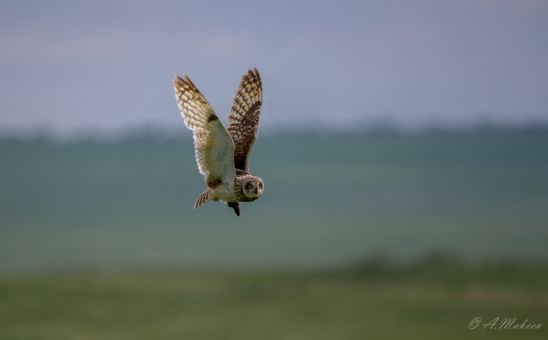 Мыша поймалаphoto preview