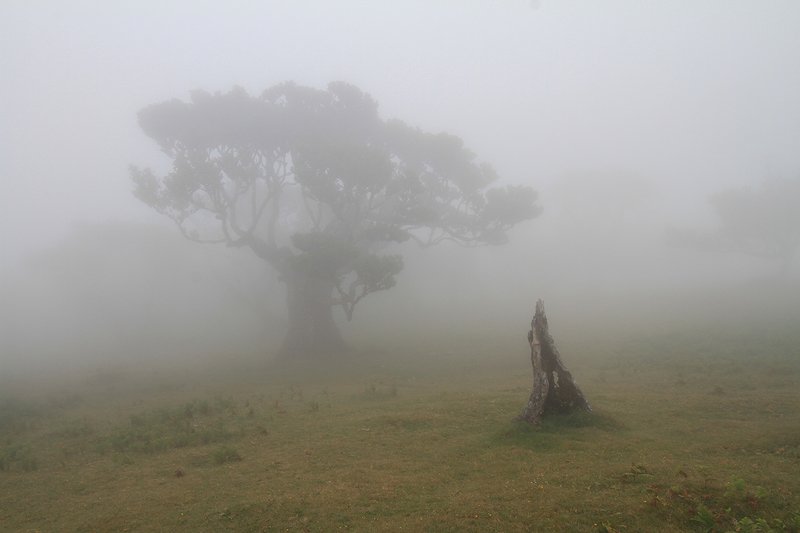 fog, , trees, landscape, madeira Лавровая роща в тумане. фото превью