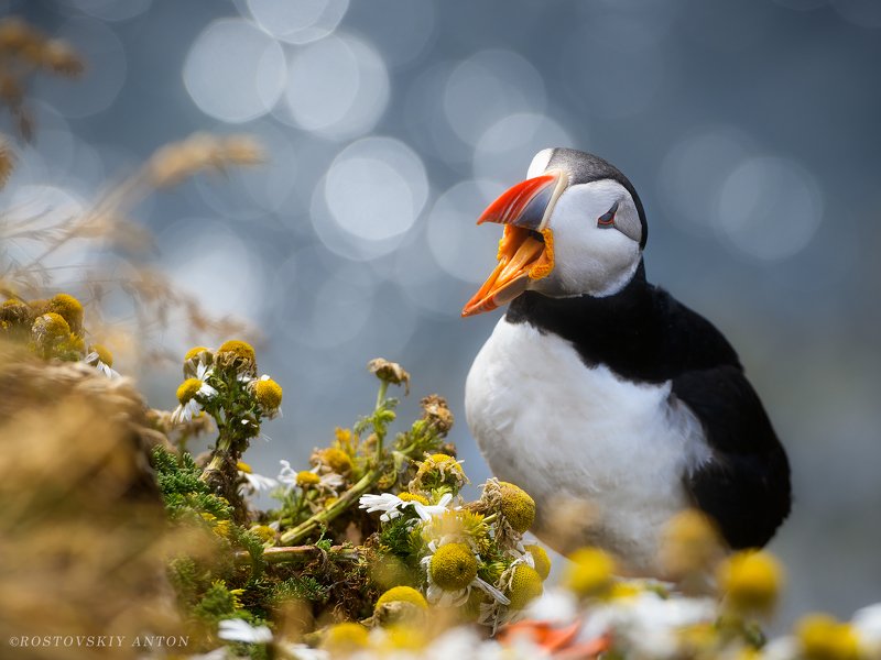 Тупик, Исландия, Фототур, Атлантический тупик Тупик | Paffin | фототур в Исландиюphoto preview