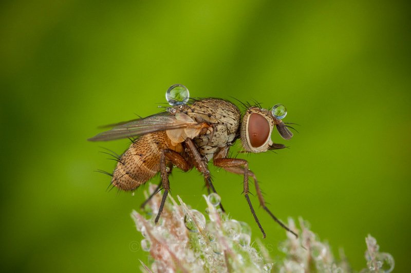 tachinid fly,  tachinid, fly, drop, dew, green, morning, insect, dipteran, macro, macrophotography, close-up, close up, Diptera, Tachinidae, Pudomyagi, Gatchina district, Leningrad Region, Russia A fly with balls / Муха с шариками фото превью