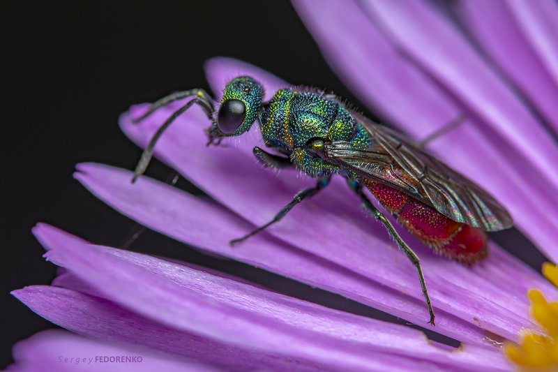 Оса-блестянка.photo preview