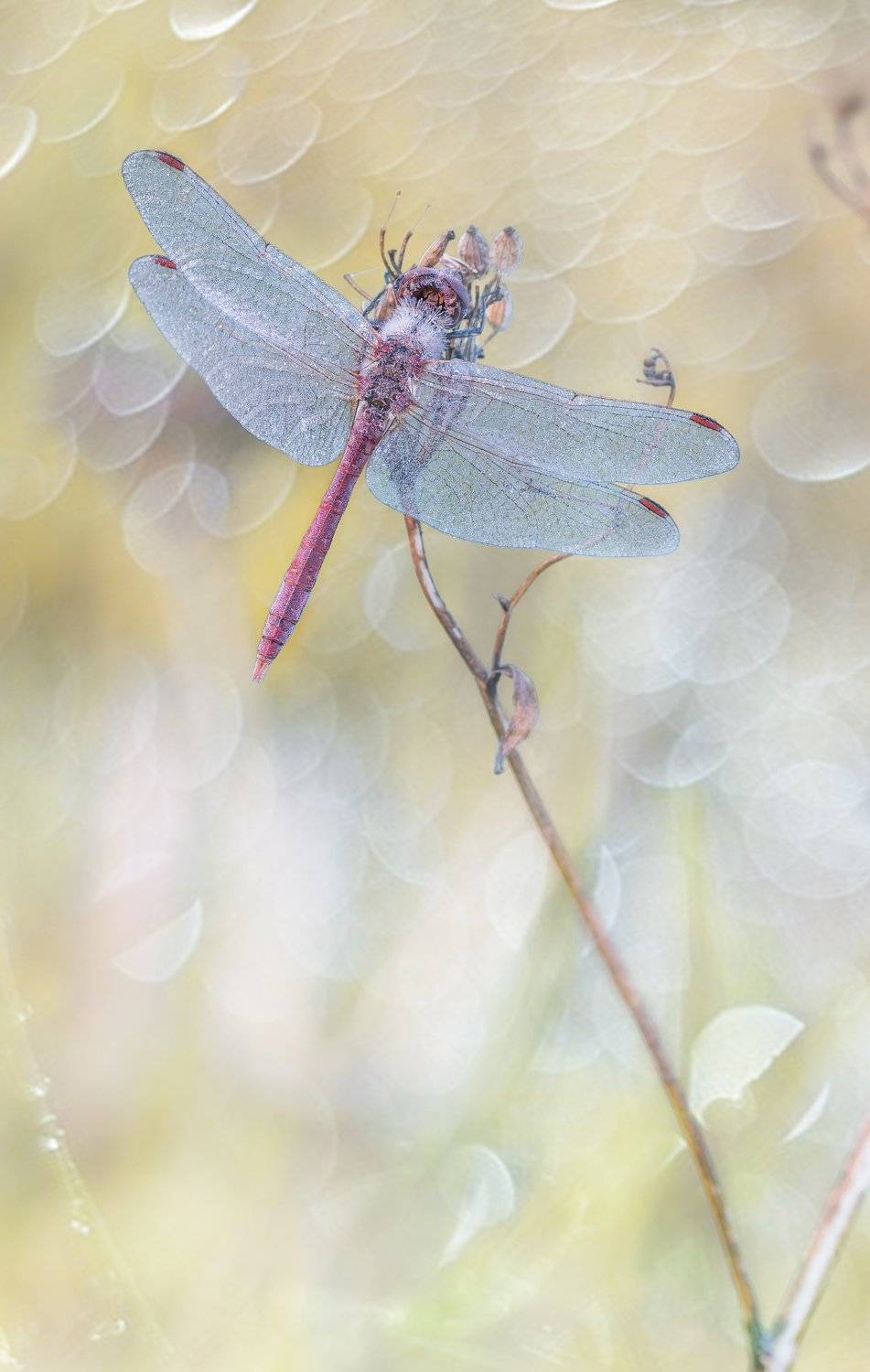 Воздушные сны.. Автор: Сергей Троицкий , Сергей Троицкий