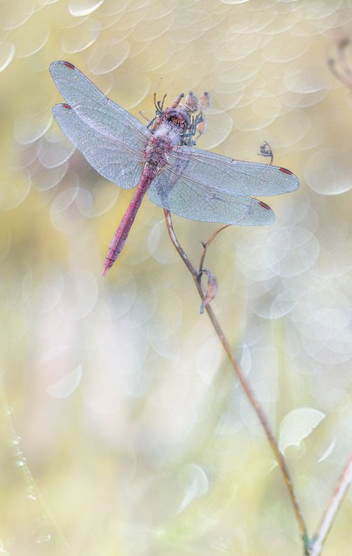 Воздушные сны.photo preview