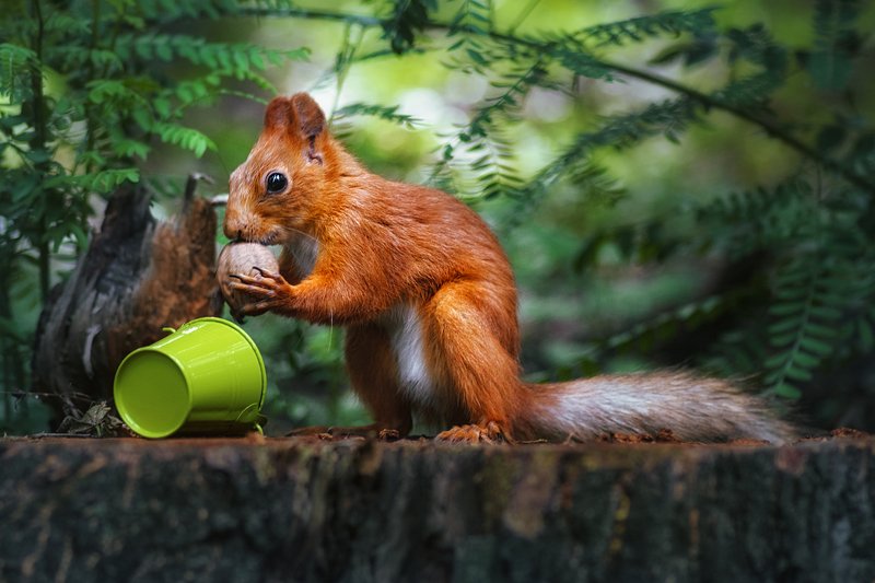 tokina 100 macro, macro lens,  beautiful, красивый, moment, момент, nature, природа,  wildlife,  summer, лето, летняя, animal, животное,  forest, лесное, fluffy, пушистая,  red, рыжая, squirrel, белка,  nut, орех, Приз найден! :)photo preview