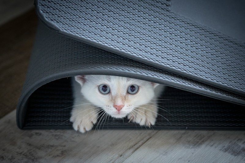 Никаphoto preview