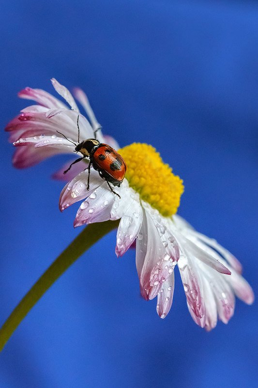 макро, насекомое, насекомые, скрытоглав, листоед, макромир, цветок, маргаритка Скрытоглав восьмиточечныйphoto preview