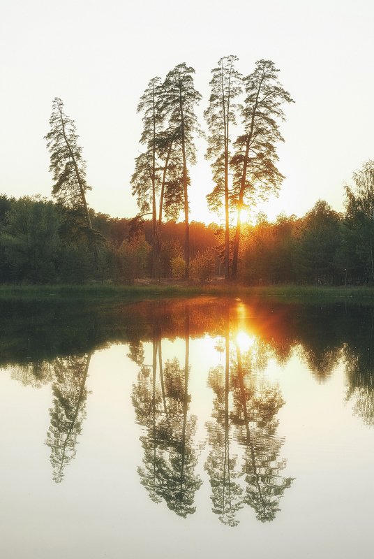 закат, сосны, лесное озеро, лебяжье озеро Закат на Лебяжьемphoto preview