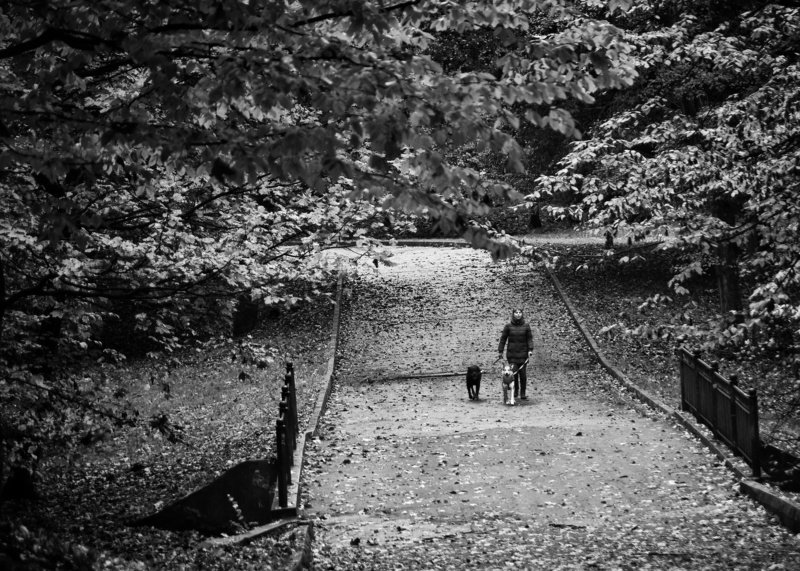 Прогулкаphoto preview