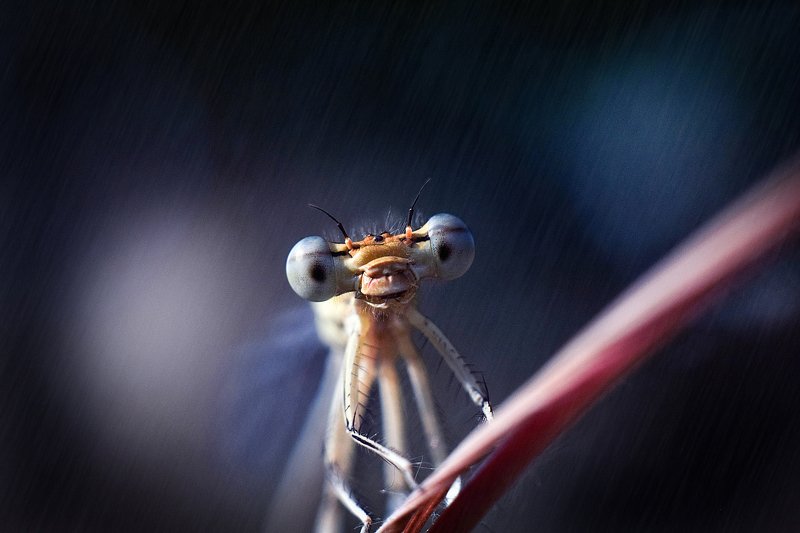 стрекоза, макро, лес, тишина, покой, гармония, гармония мира, природа, macro, dragonfly насекомые, стрекозы, макрофтография, вчувствование \'В лучах софитов\'photo preview