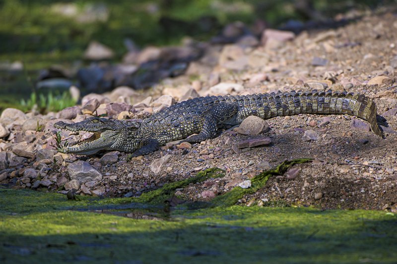 крокодил вот \