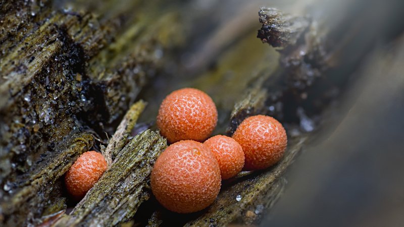 трава,свет,лес,деревья,облака,ветки,цветы,поле,небо ***photo preview