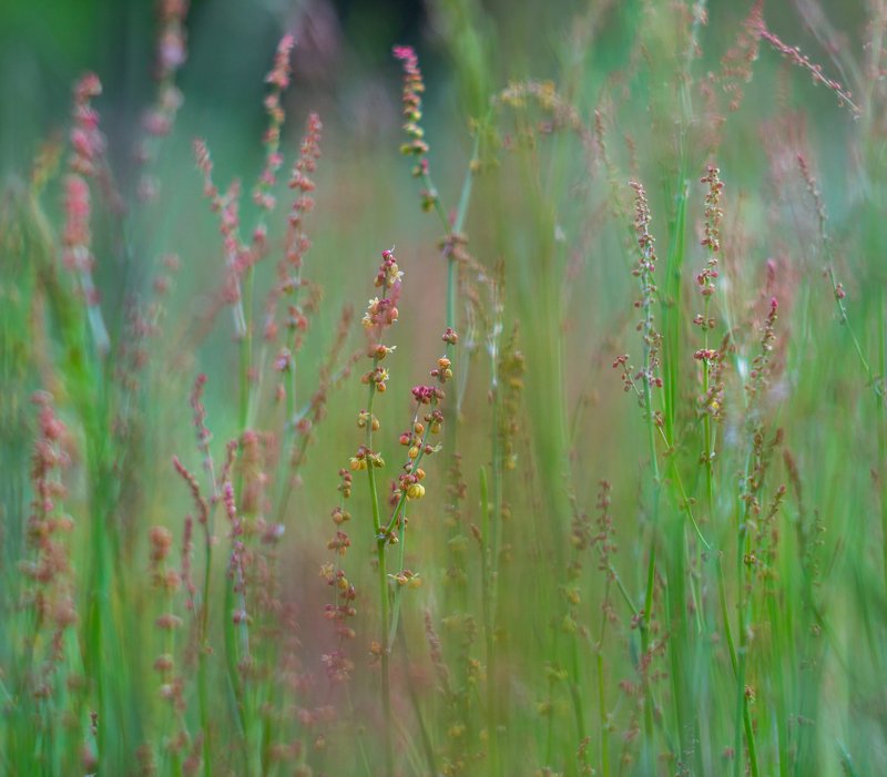 озеро, лето, лес, болото photo preview