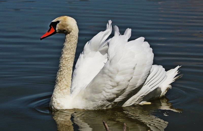 птицы,лебеди,фото животных Белая лебёдушка.photo preview