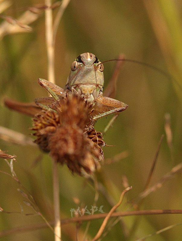 макро кузнечик портрет июль лето насекомые Самый злой кузнечикphoto preview
